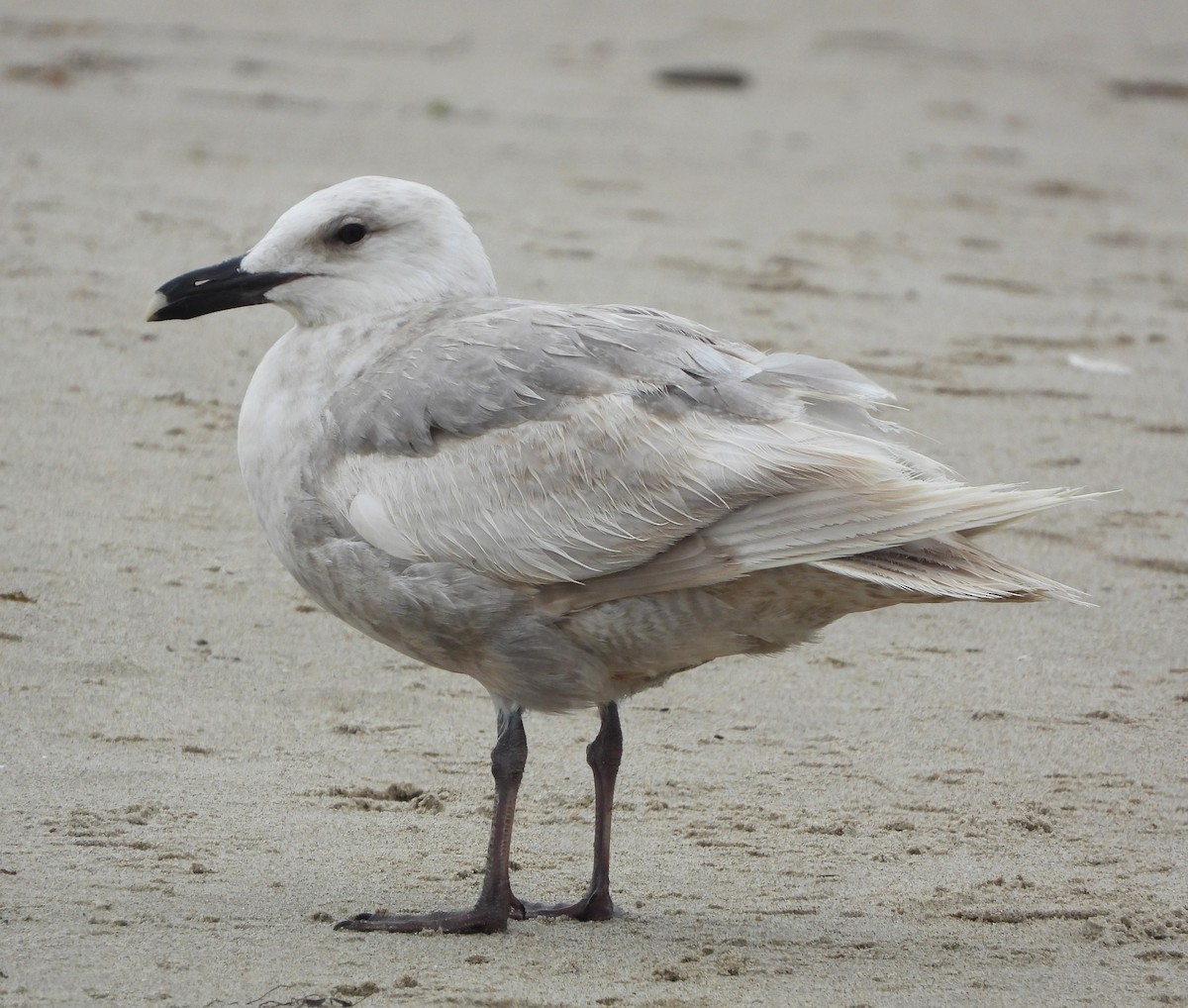 Glaucous-winged Gull - Lynn Scarlett