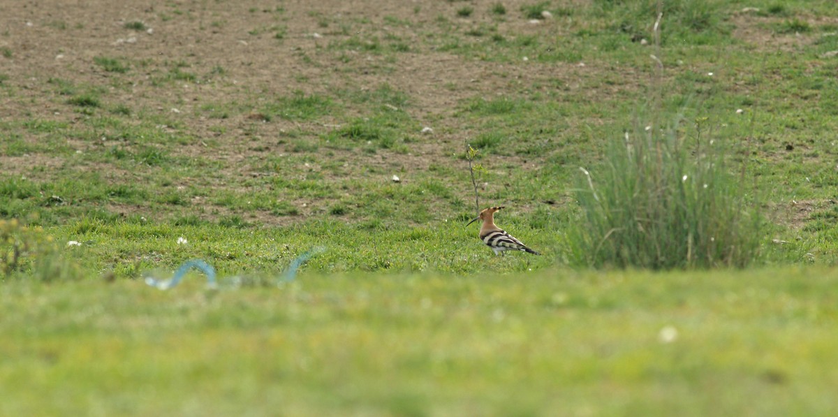 Eurasian Hoopoe - Andrew Steele