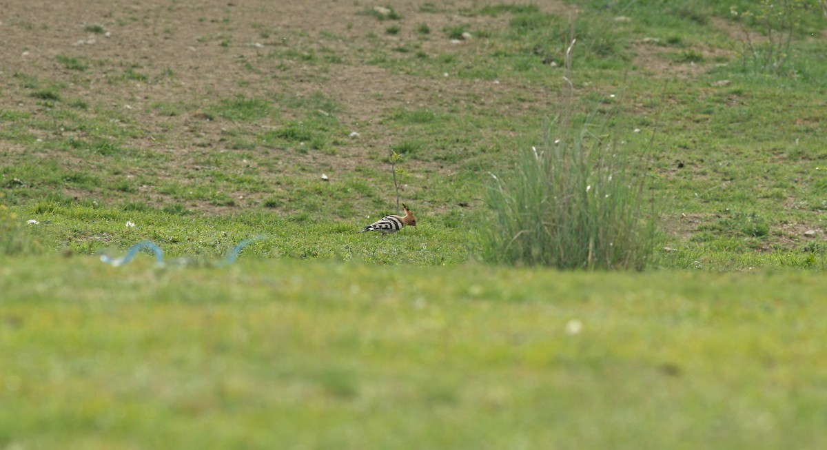 Eurasian Hoopoe - Andrew Steele