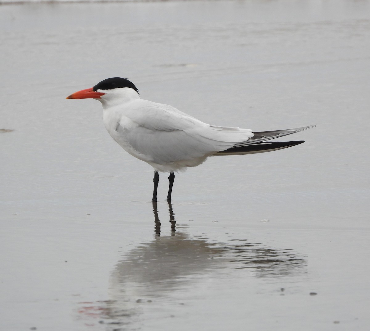 Caspian Tern - Lynn Scarlett