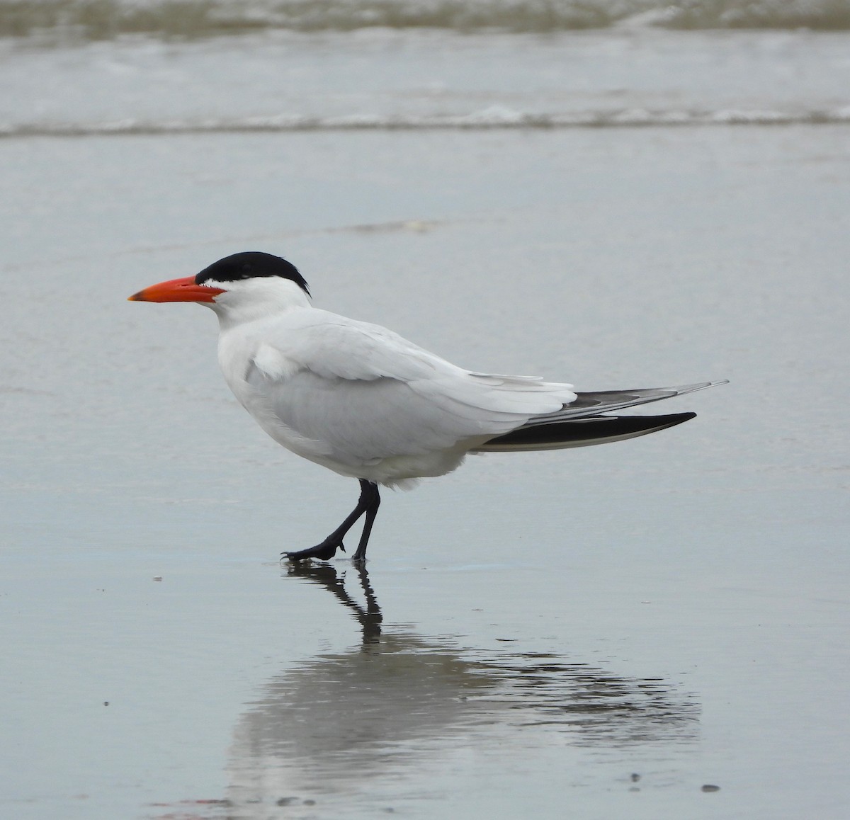 Caspian Tern - Lynn Scarlett