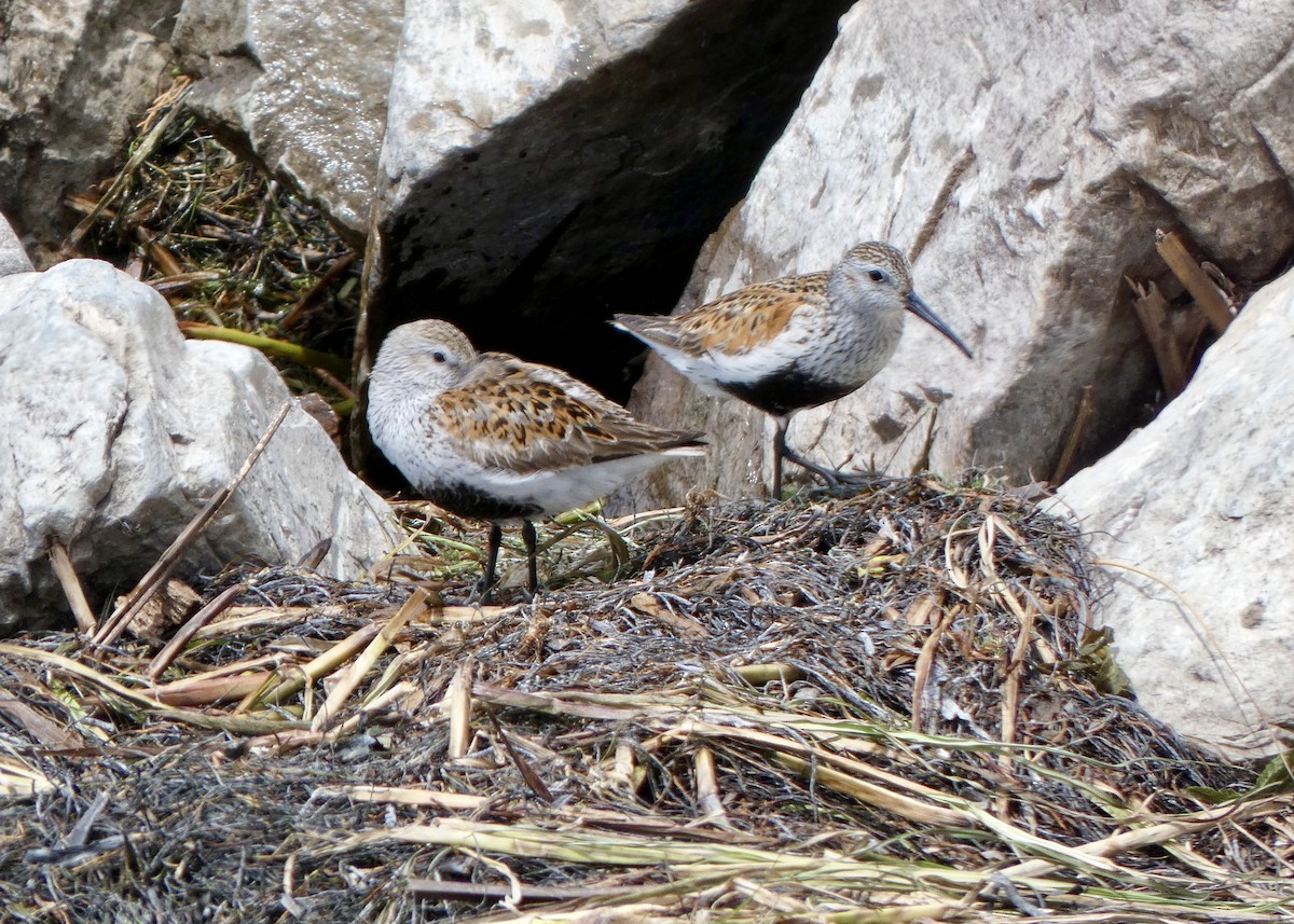 Dunlin - ML619637673