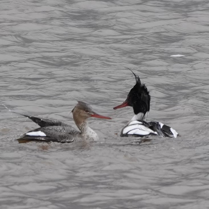 Red-breasted Merganser - ML619637676