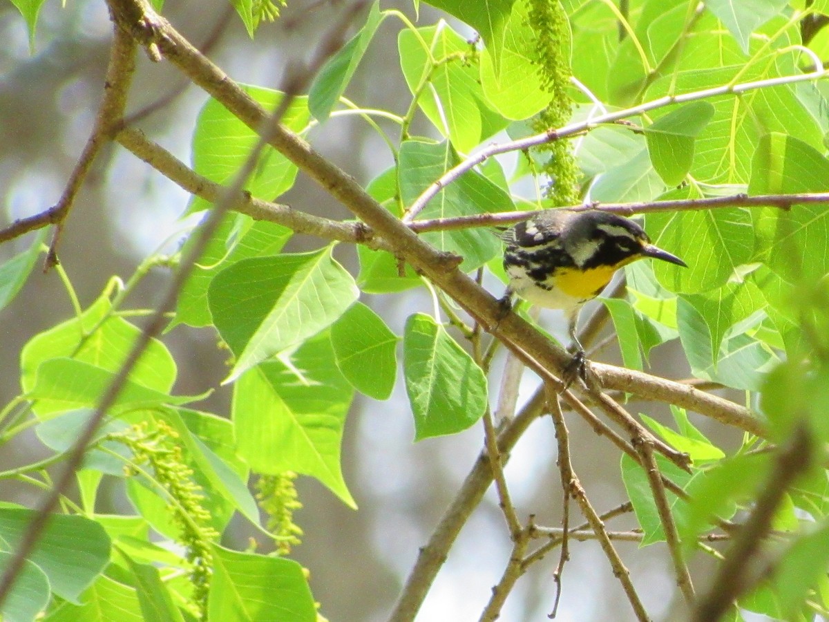 Yellow-throated Warbler - jerry hutchinson