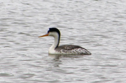 Western Grebe - Nick Krolikowski