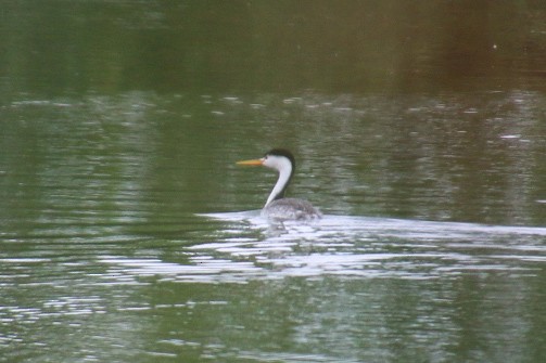 Western Grebe - Nick Krolikowski