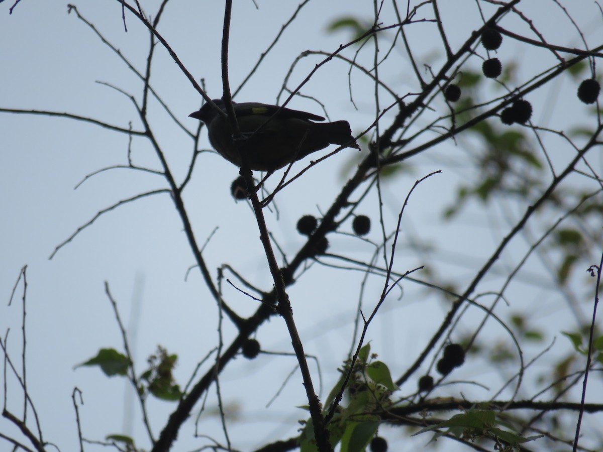 Yellow-winged Tanager - Sam Holcomb