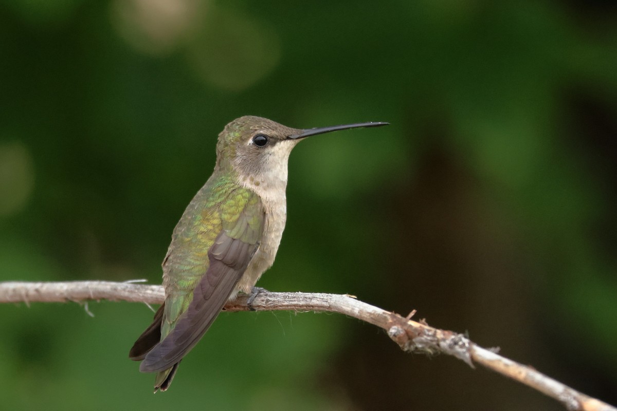 Black-chinned Hummingbird - James Cummins