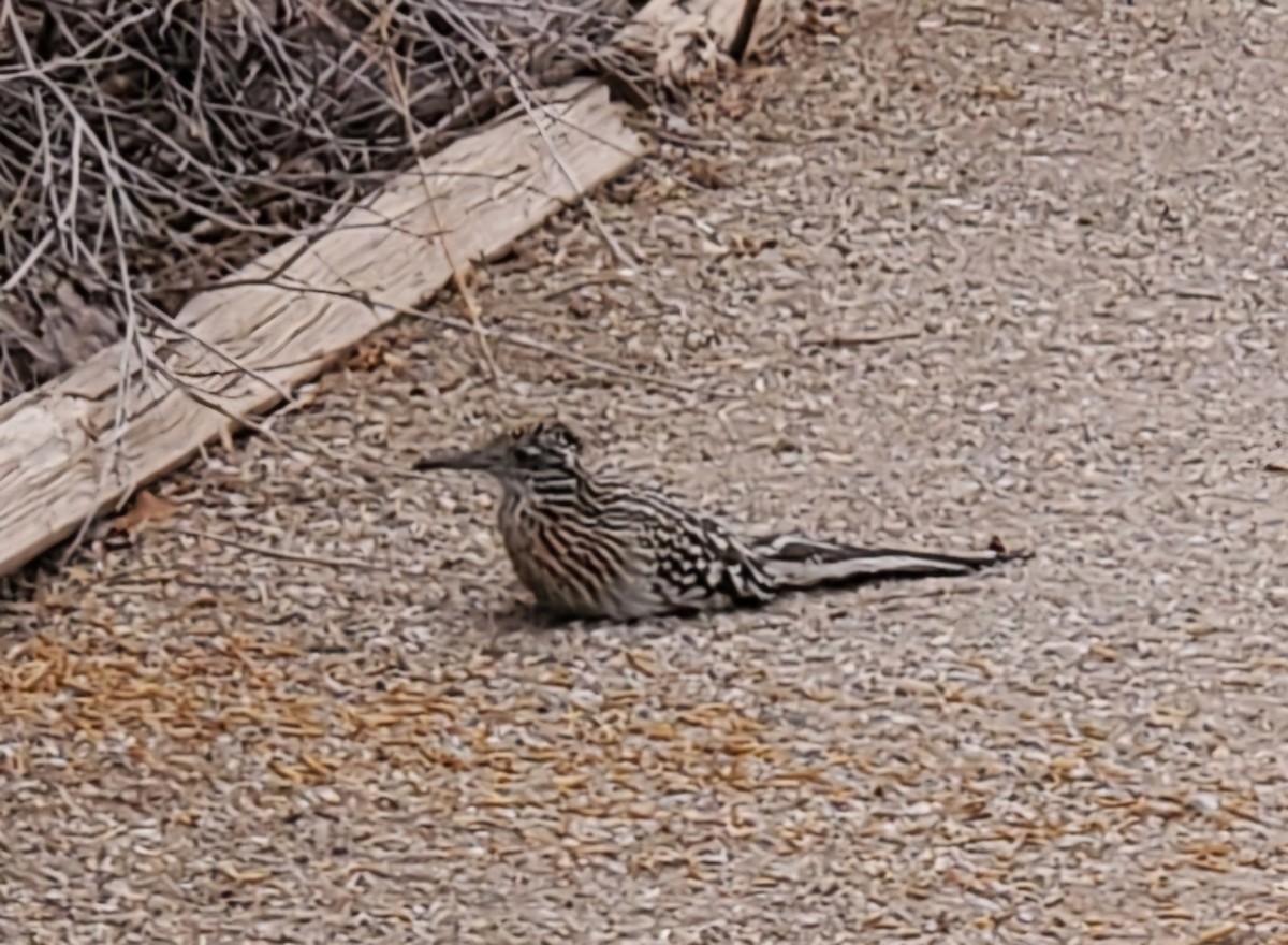 Greater Roadrunner - Nancy Cox