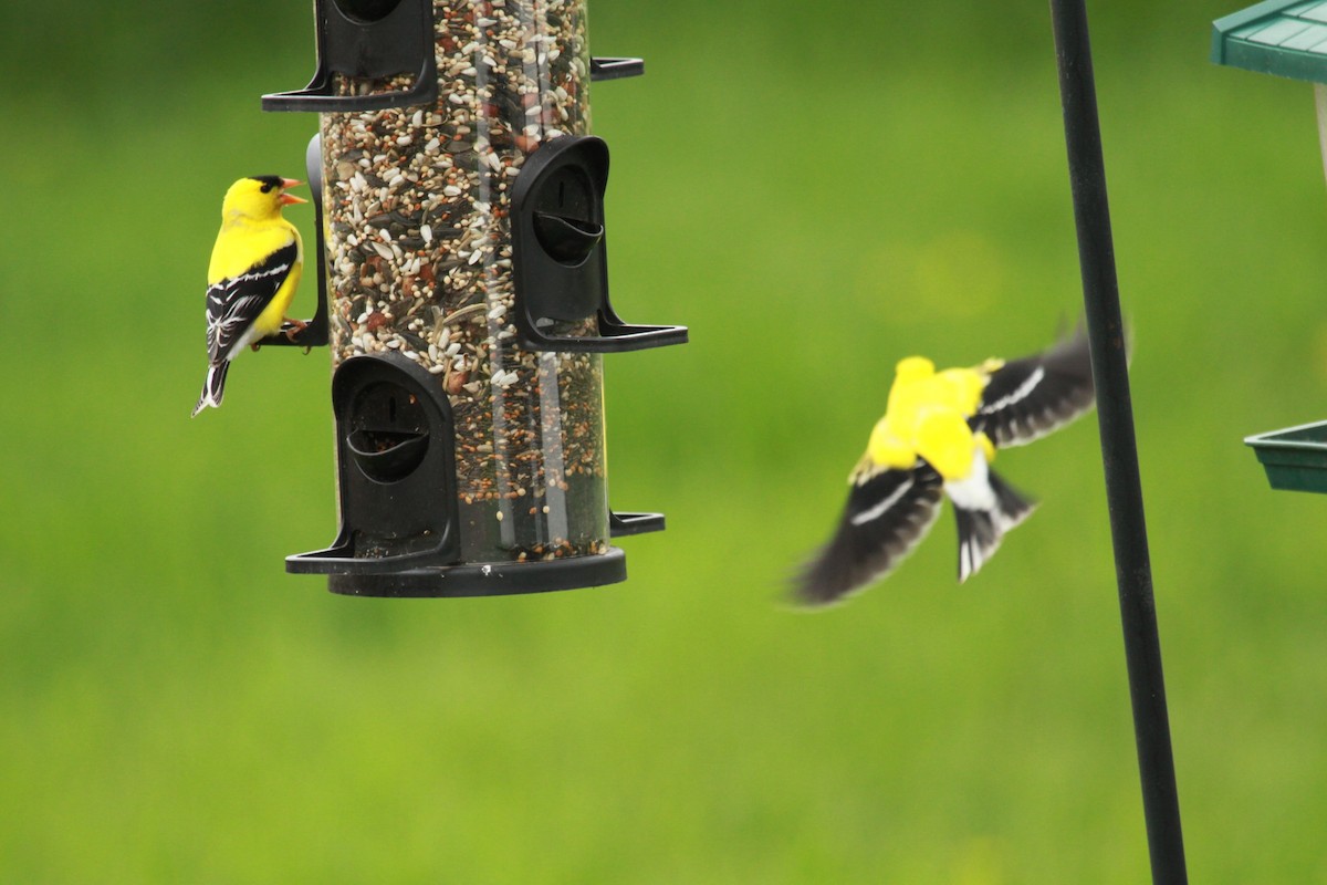 American Goldfinch - Geoffrey Urwin