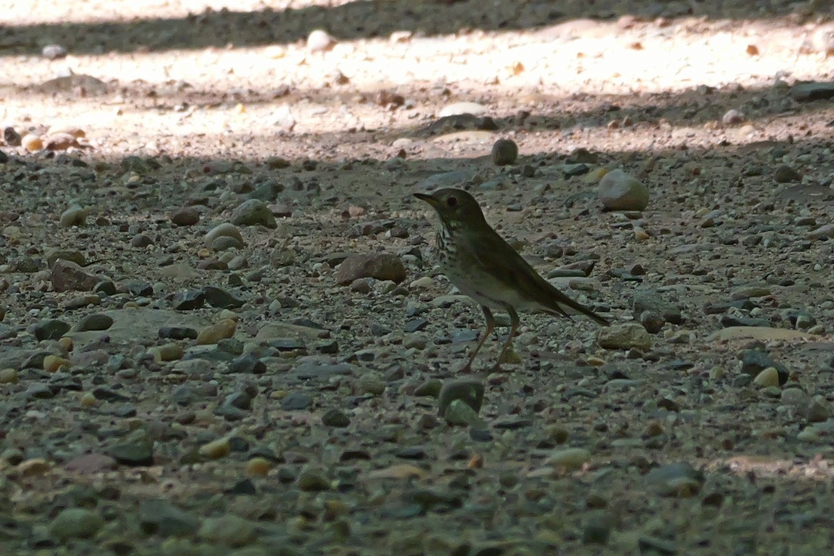 Gray-cheeked Thrush - Russ Smiley