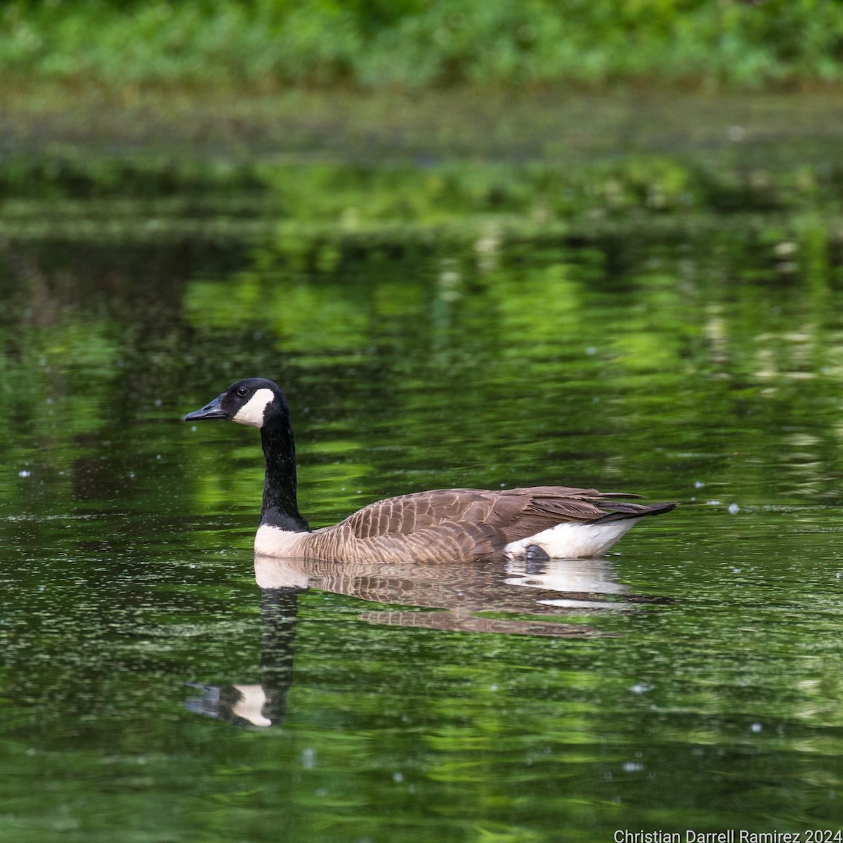 Canada Goose - Christian Ramirez