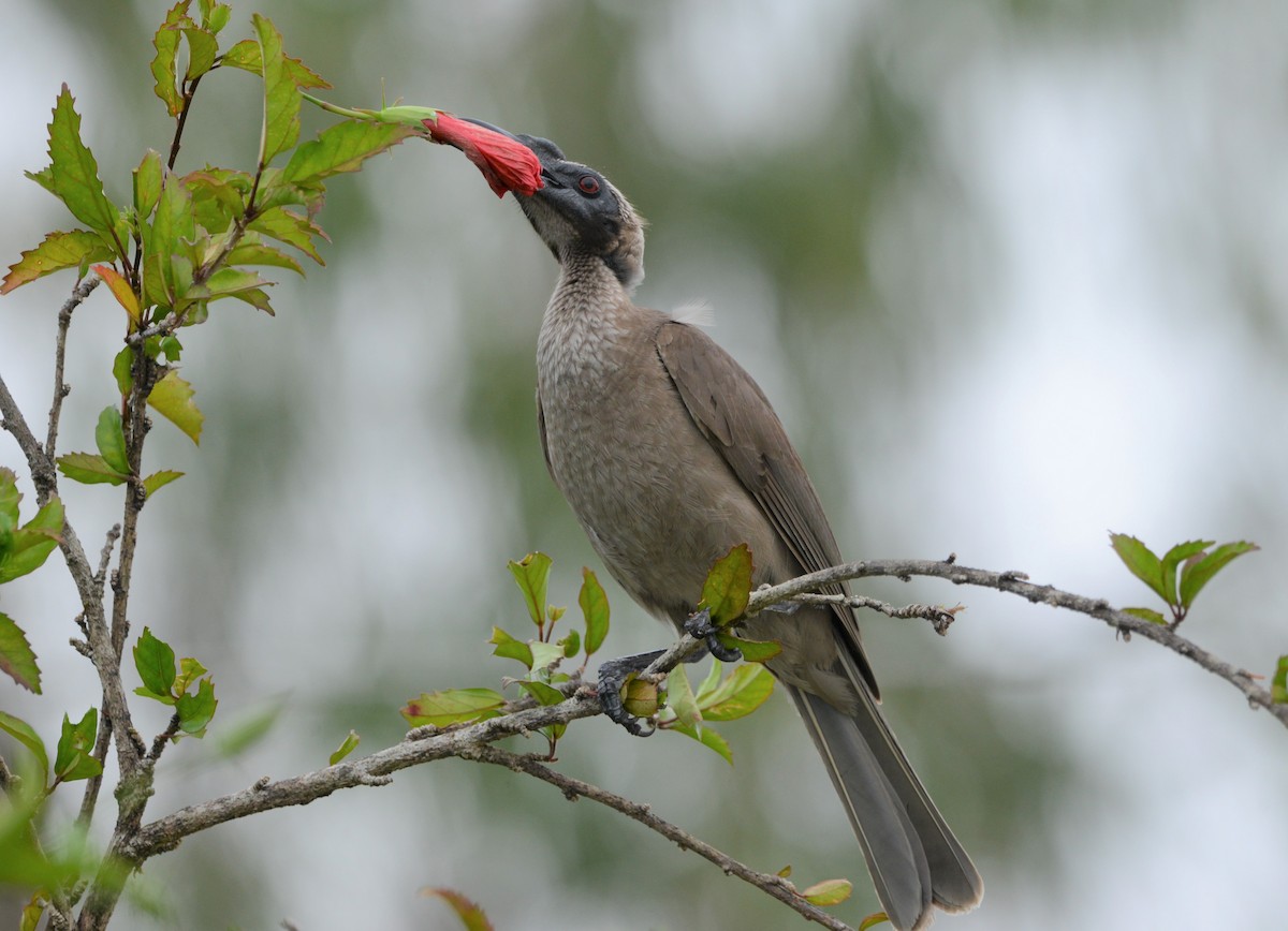 Helmeted Friarbird - Monica Mesch