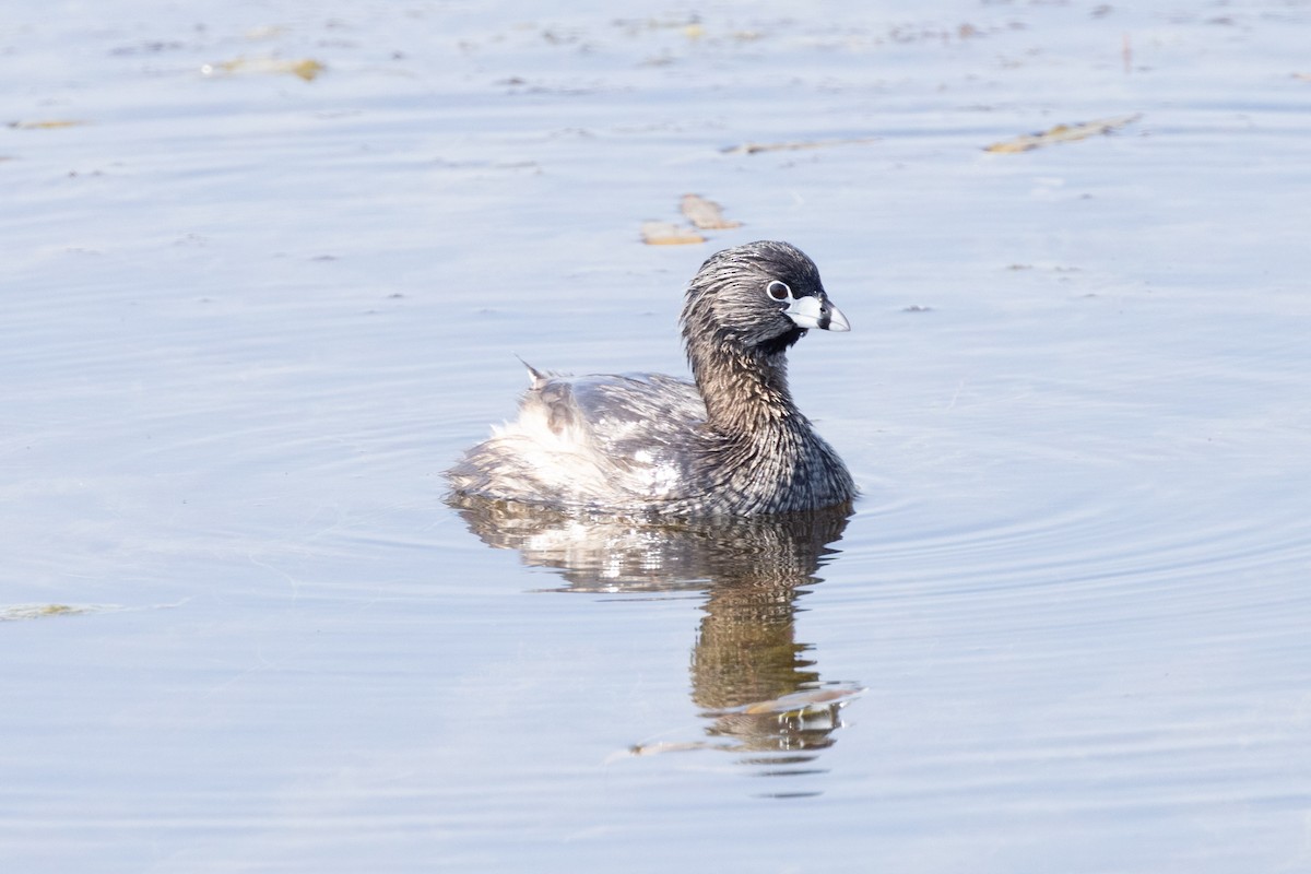 Pied-billed Grebe - Kees de Mooy