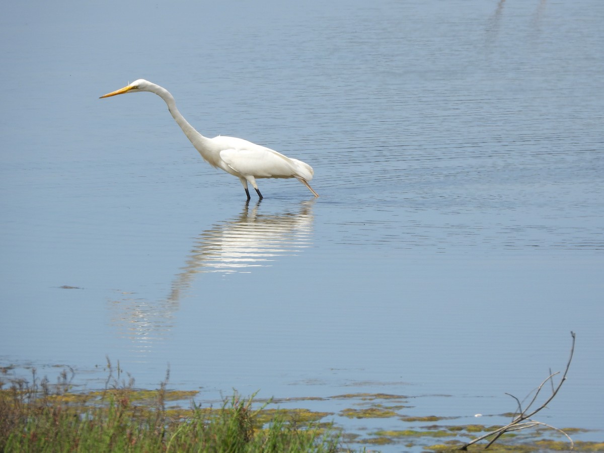 Great Egret - Lynn Scarlett