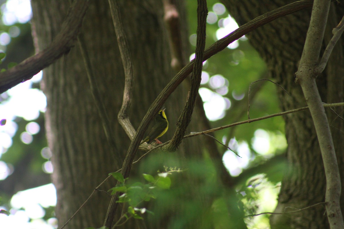 Kentucky Warbler - Heather Nelson