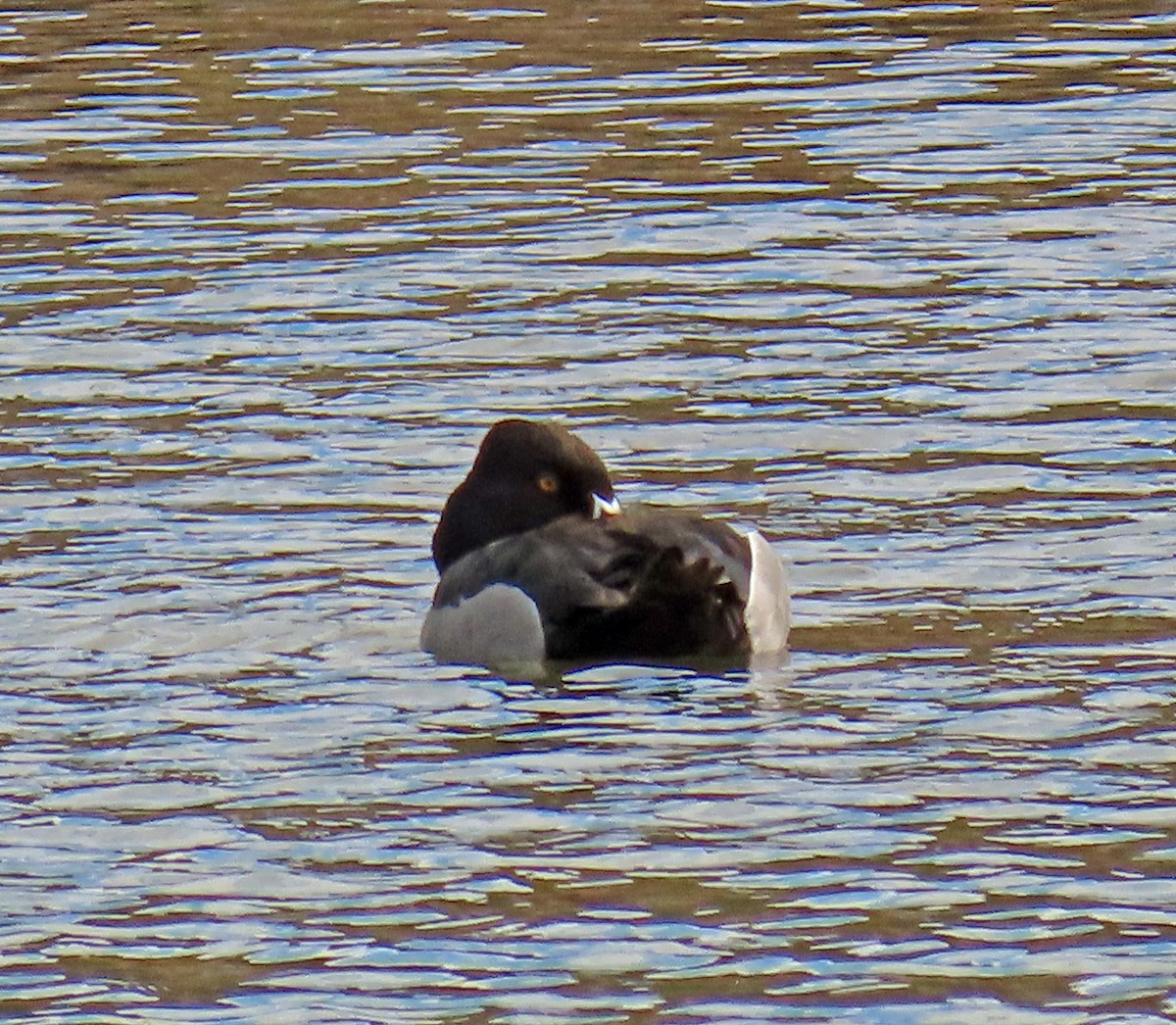 Ring-necked Duck - JoAnn Potter Riggle 🦤