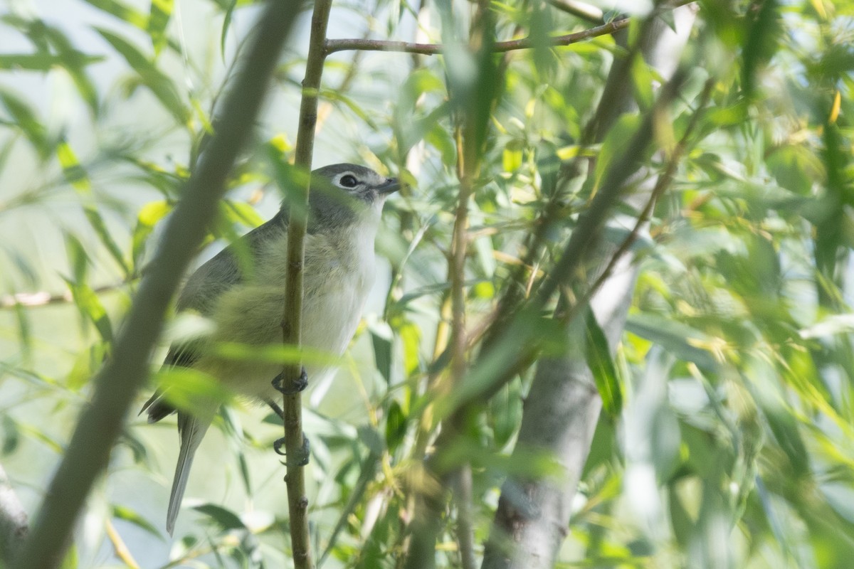 Cassin's Vireo - Liz West