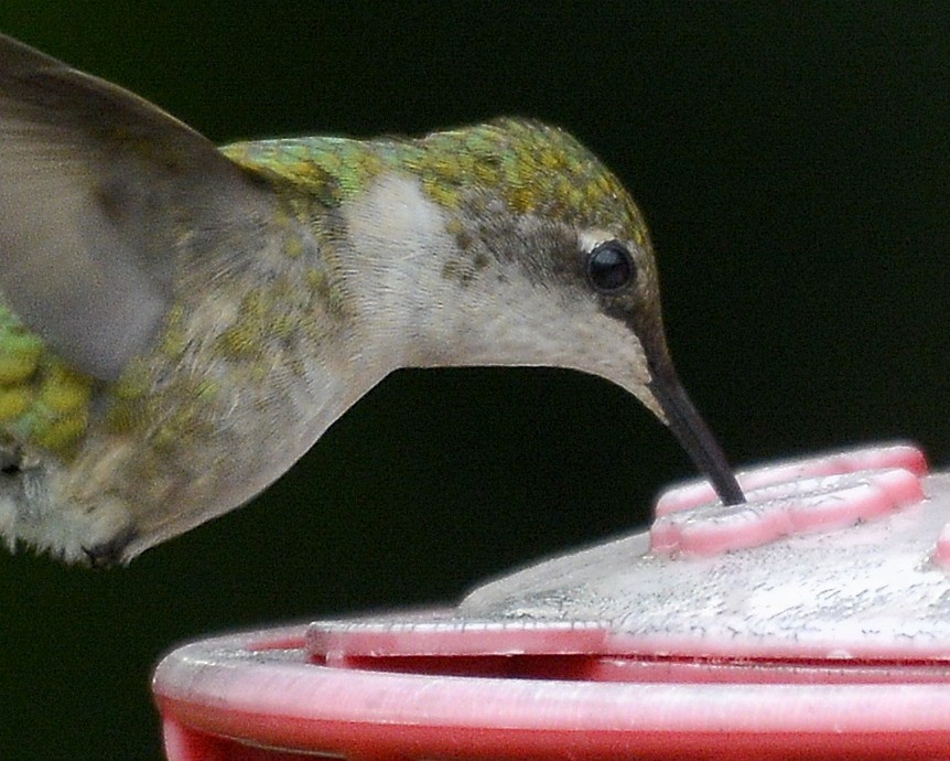 Ruby-throated Hummingbird - David Kennedy