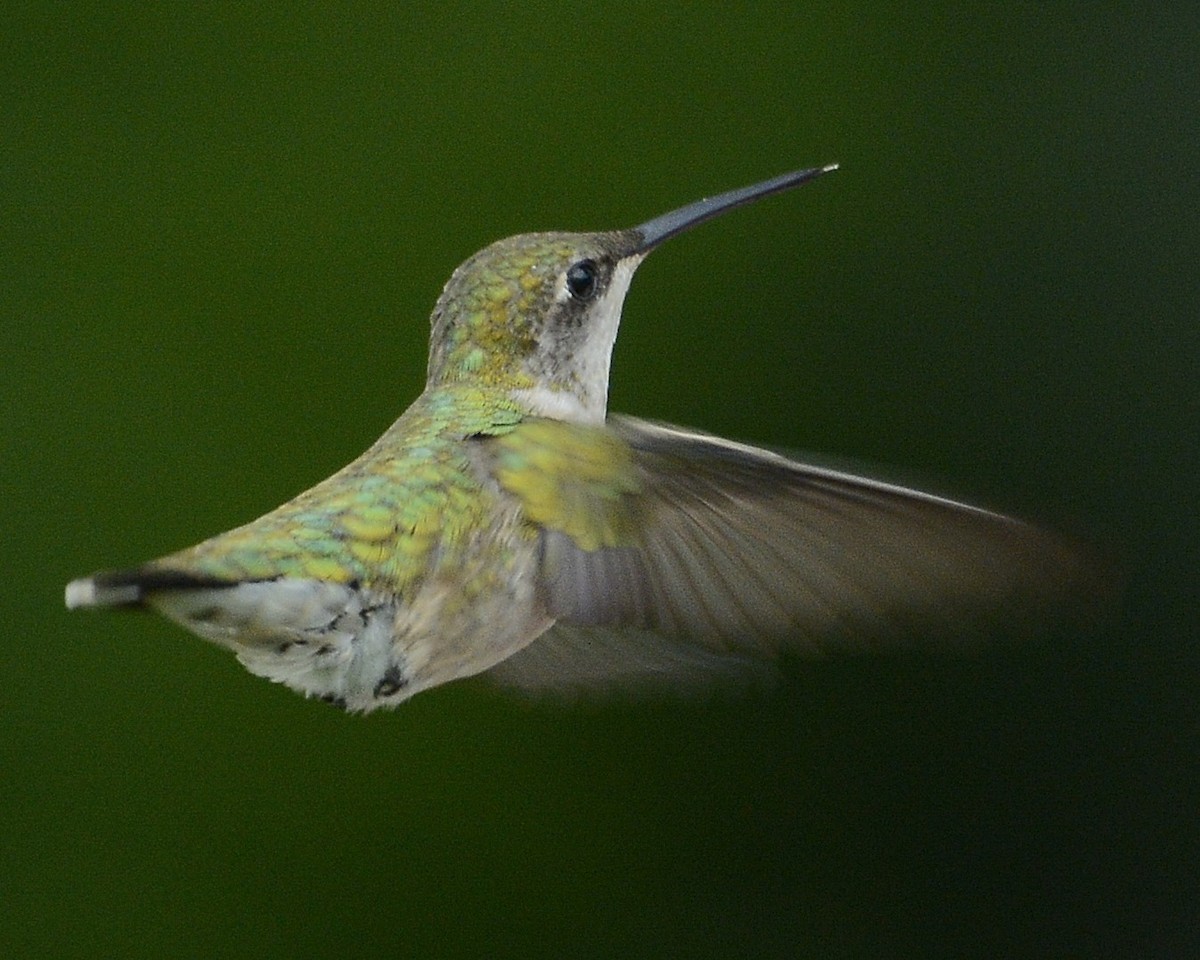 Ruby-throated Hummingbird - David Kennedy
