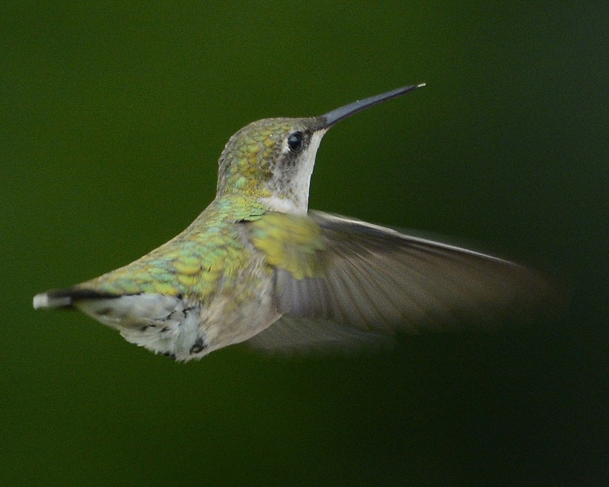 Colibri à gorge rubis - ML619637730