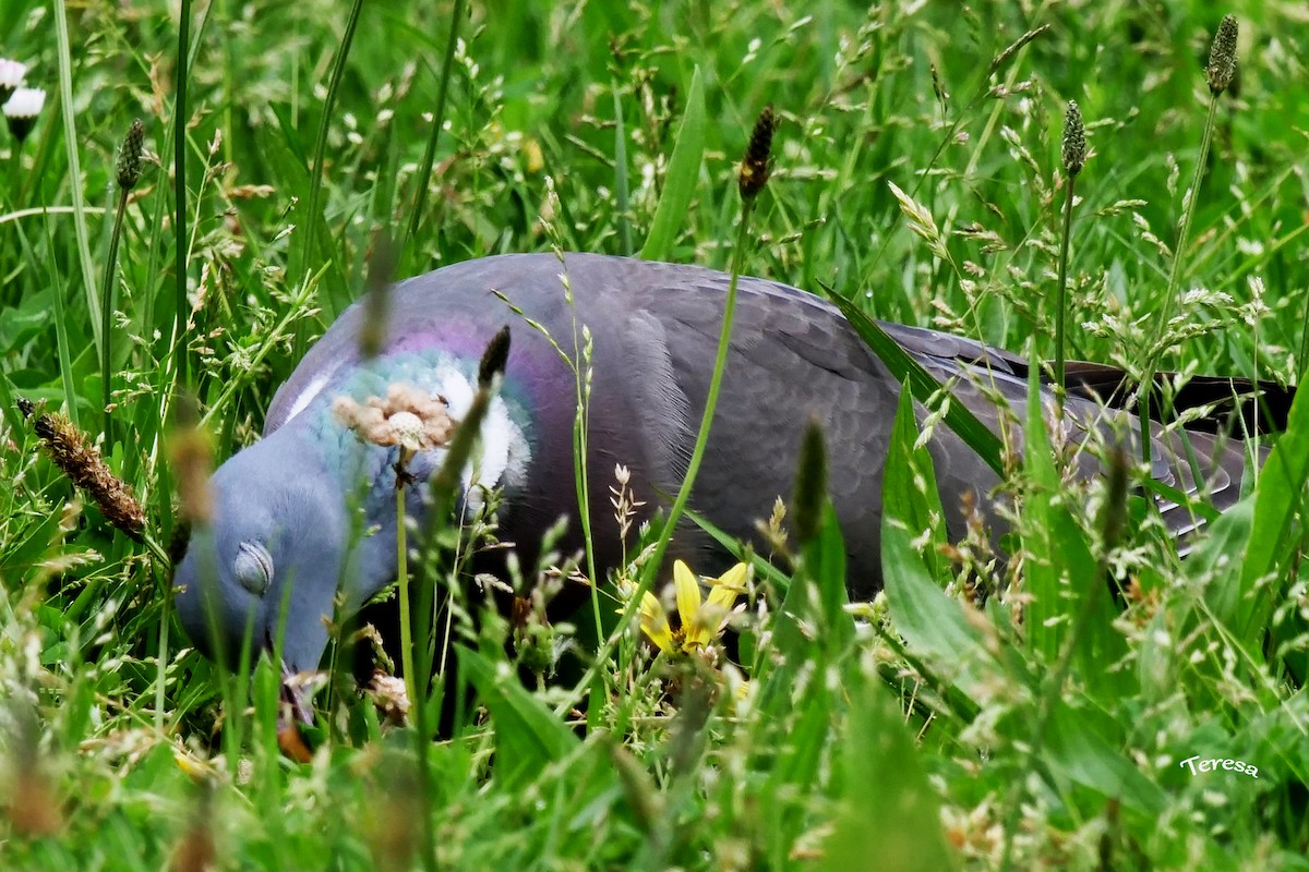 Common Wood-Pigeon - Teresa García