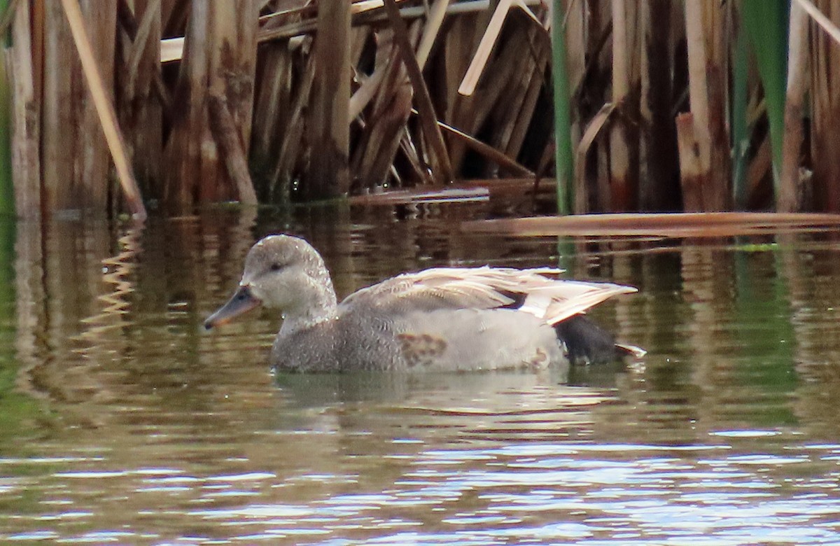 Gadwall - ML619637737