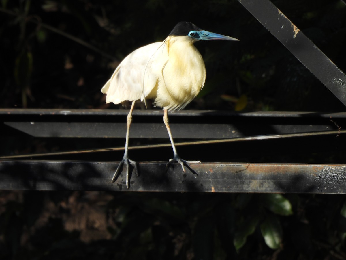 Capped Heron - Iza Alencar