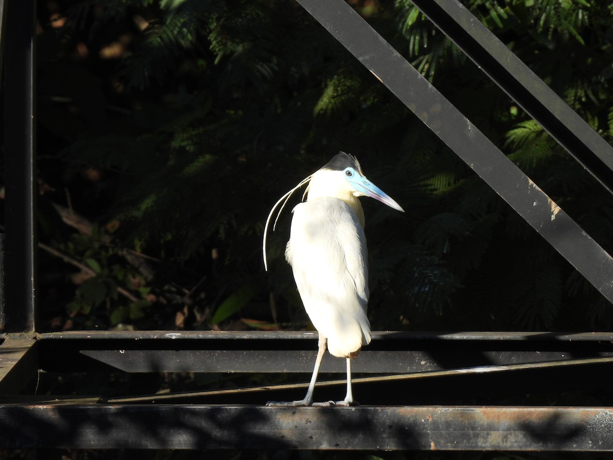 Capped Heron - Iza Alencar