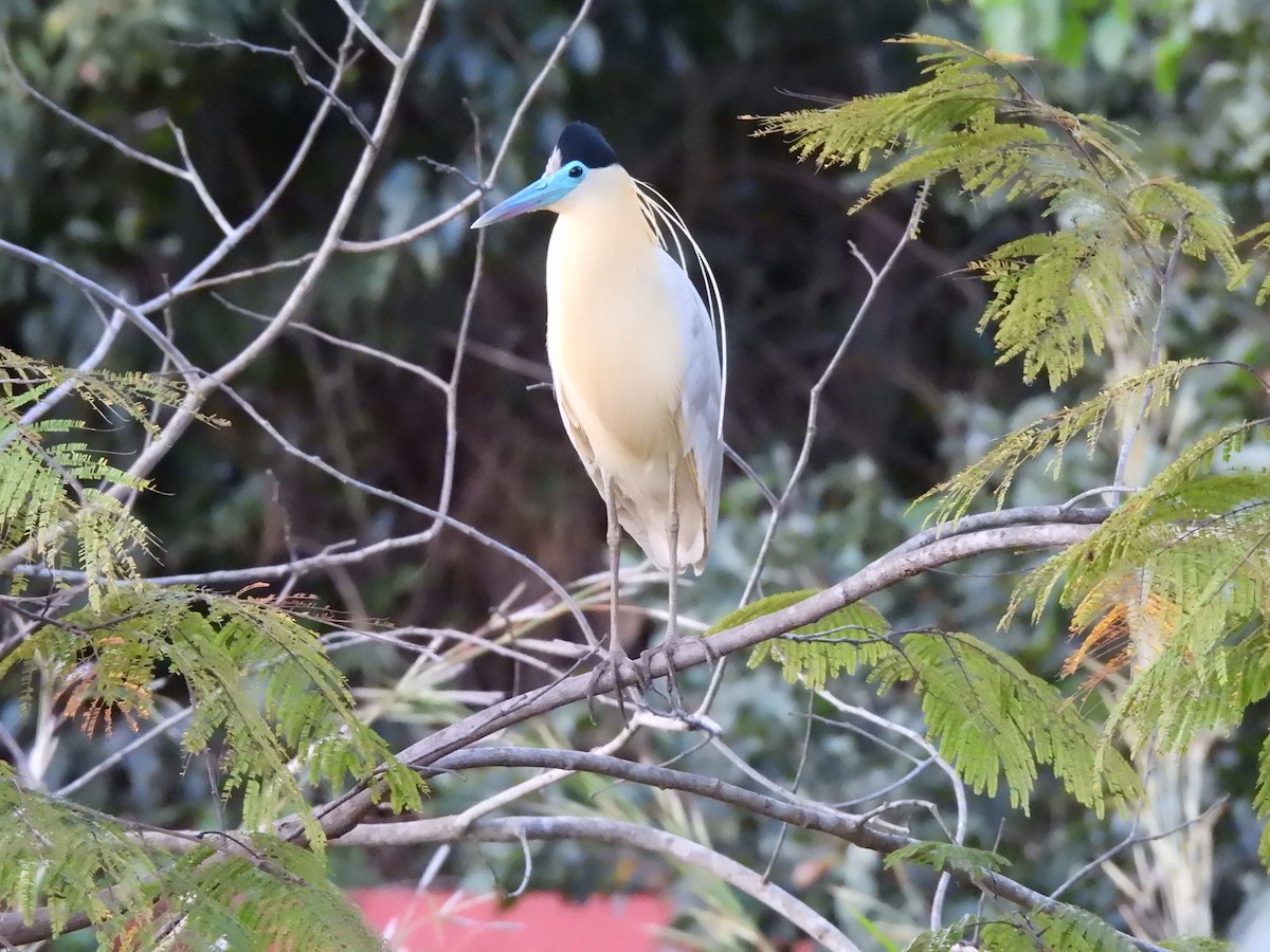 Capped Heron - Iza Alencar