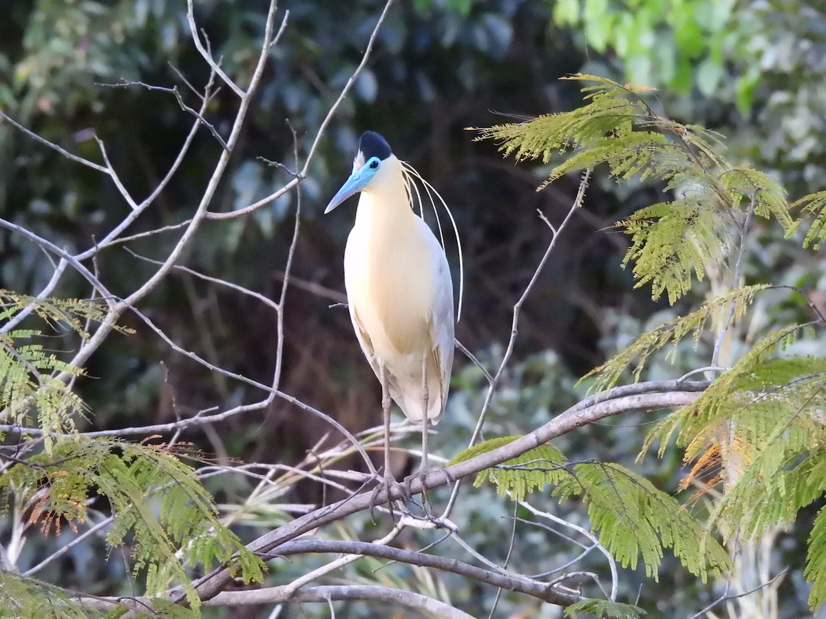 Capped Heron - Iza Alencar