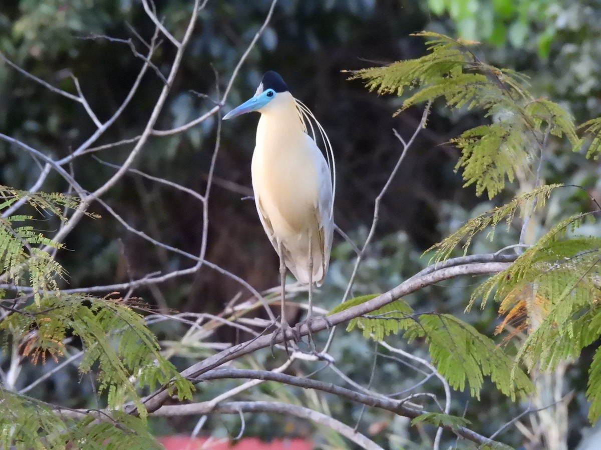 Capped Heron - ML619637744