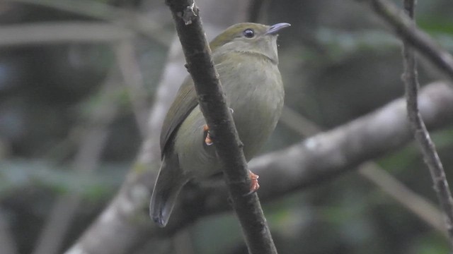 White-bearded Manakin - ML619637746