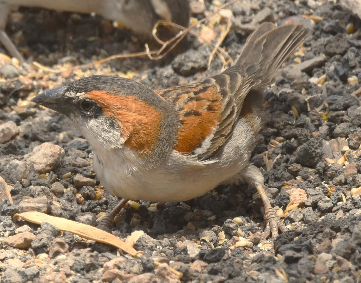 Cape Verde Sparrow - Chris Rohrer