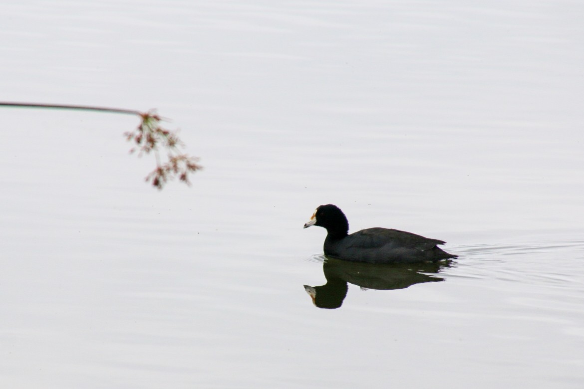 American Coot - Nick Krolikowski