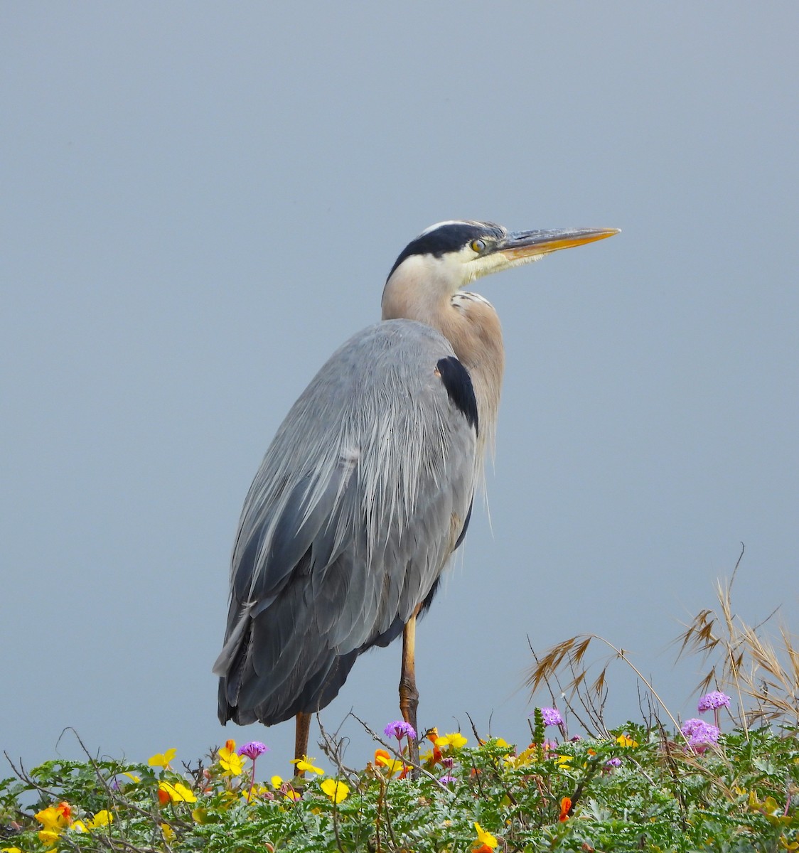 Great Blue Heron - ML619637753