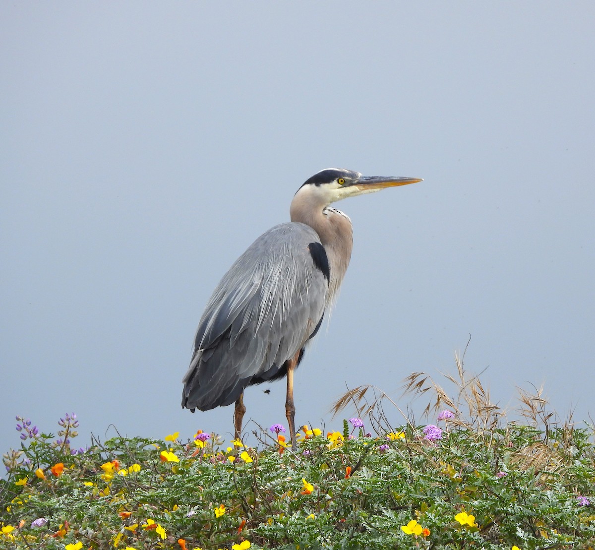 Great Blue Heron - Lynn Scarlett