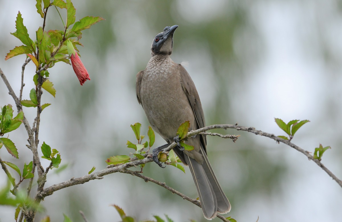 Helmeted Friarbird - Monica Mesch