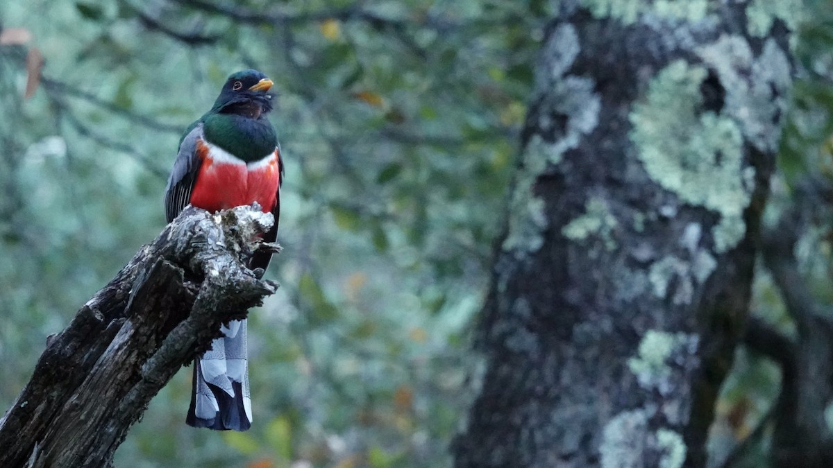 Elegant Trogon - leo wexler-mann