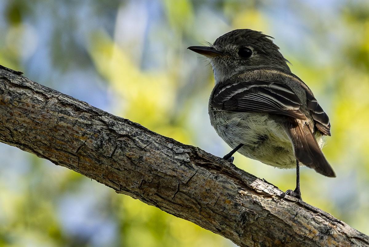 Gray Flycatcher - Jef Blake