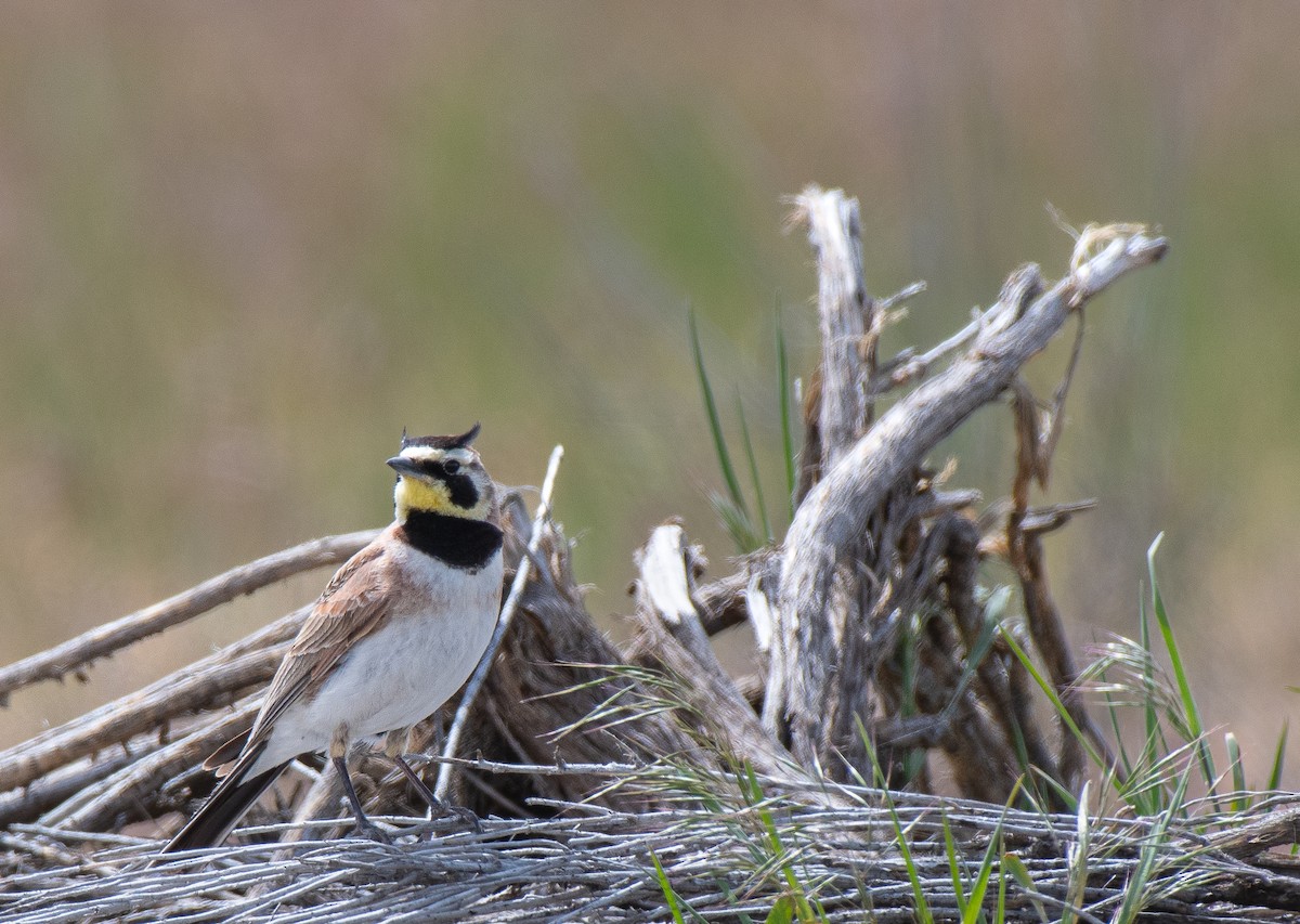 Horned Lark - Hillary Smith