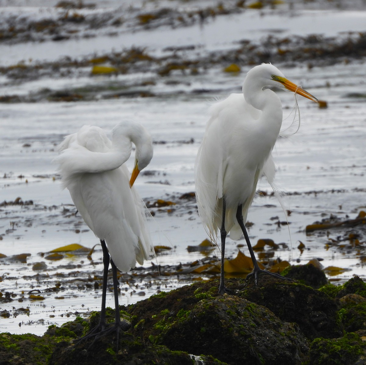 Great Egret - Lynn Scarlett