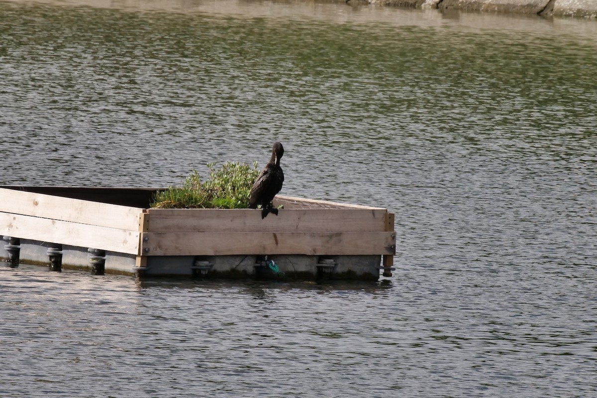 Great Cormorant - Teresa García