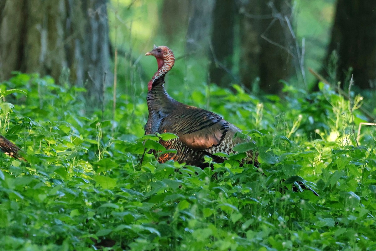 Wild Turkey - Denis Tétreault