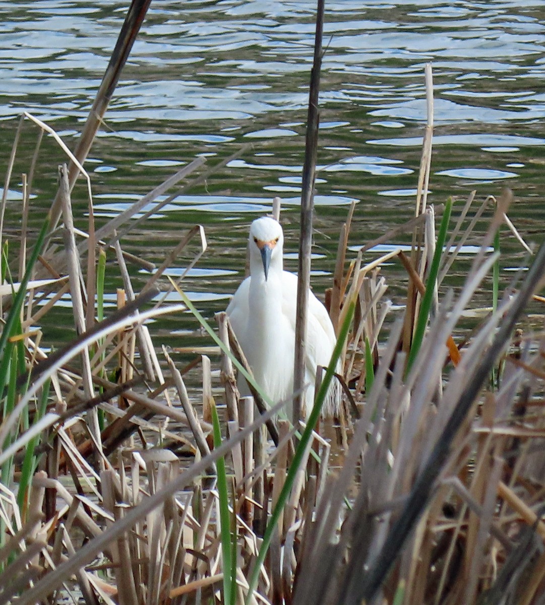 Snowy Egret - ML619637796