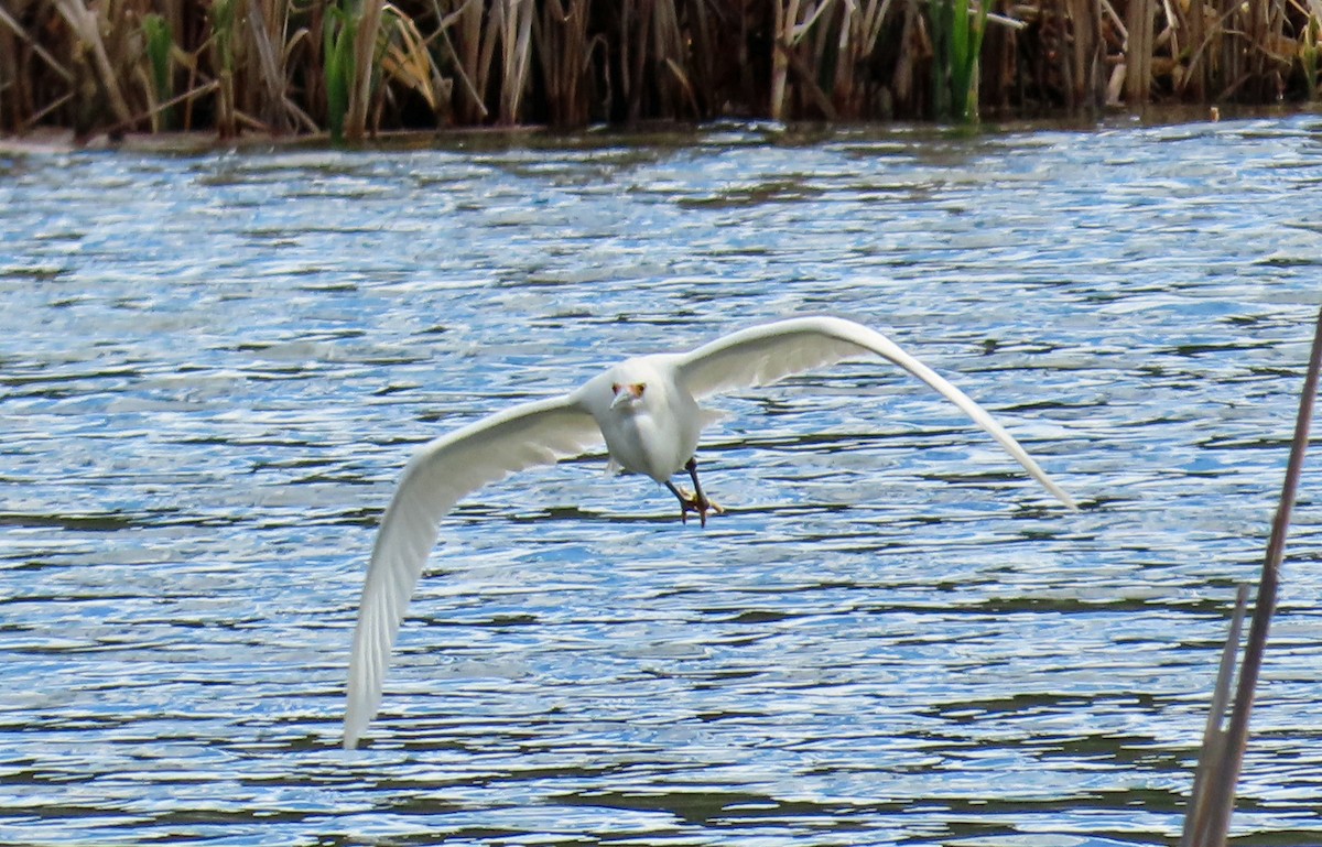 Snowy Egret - ML619637797