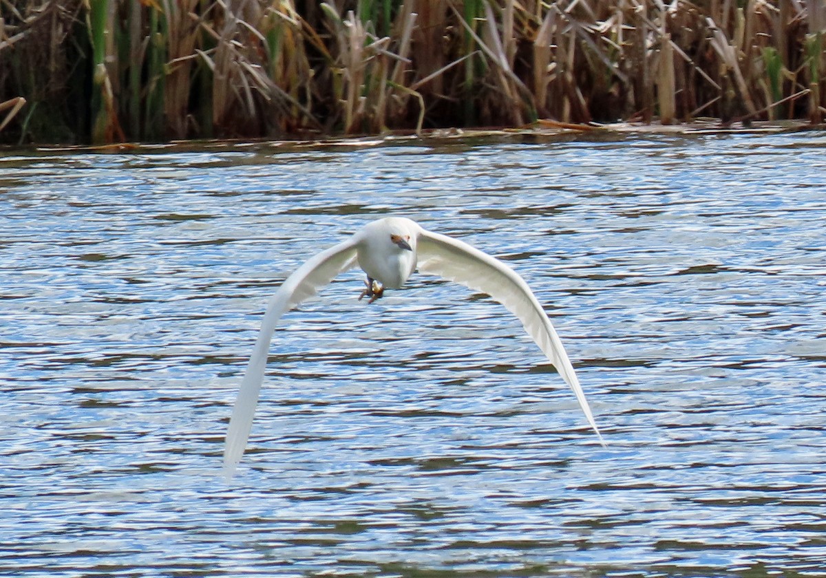 Snowy Egret - ML619637798