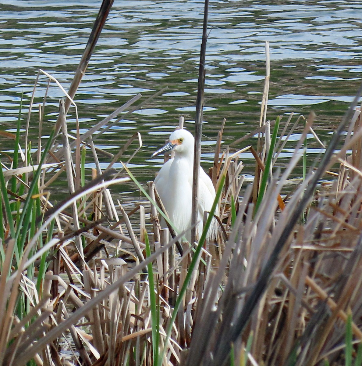 Snowy Egret - ML619637799