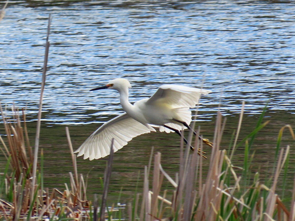 Snowy Egret - ML619637801