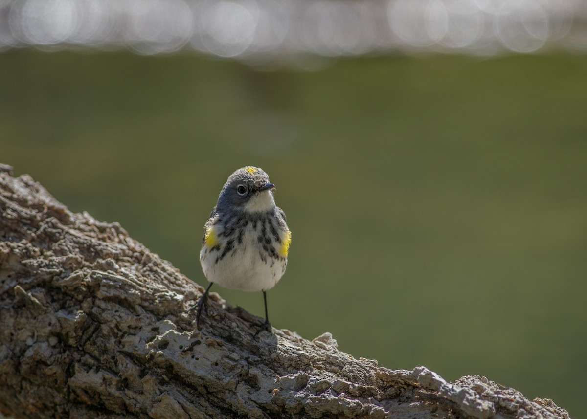 Yellow-rumped Warbler - ML619637805